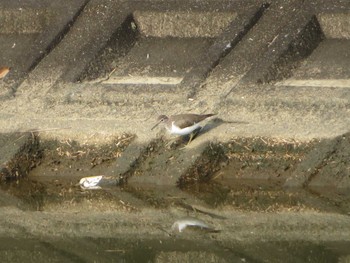 Common Sandpiper しきのみち　奈良　田原本近郊 Thu, 4/16/2020