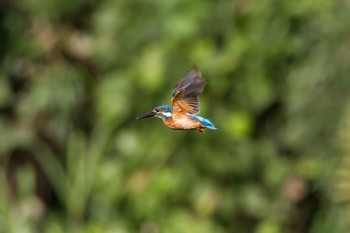 Common Kingfisher 新治市民の森 Thu, 6/4/2015