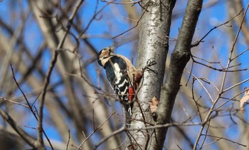 Great Spotted Woodpecker 東京都多摩地域 Fri, 12/16/2016