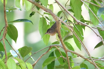 Rufous Shrikethrush Iron Range National Park Wed, 10/16/2019