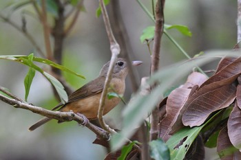 Rufous Shrikethrush Iron Range National Park Wed, 10/16/2019