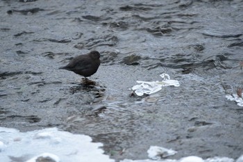 カワガラス 北海道　羅臼 2020年2月8日(土)