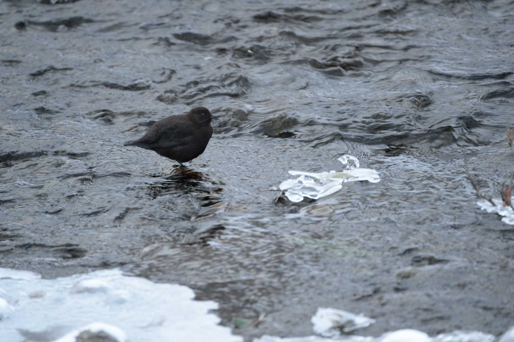 Photo of Brown Dipper at 北海道　羅臼 by zuboran