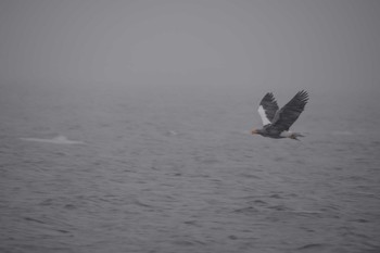 Steller's Sea Eagle 北海壮　羅臼 Sat, 2/8/2020