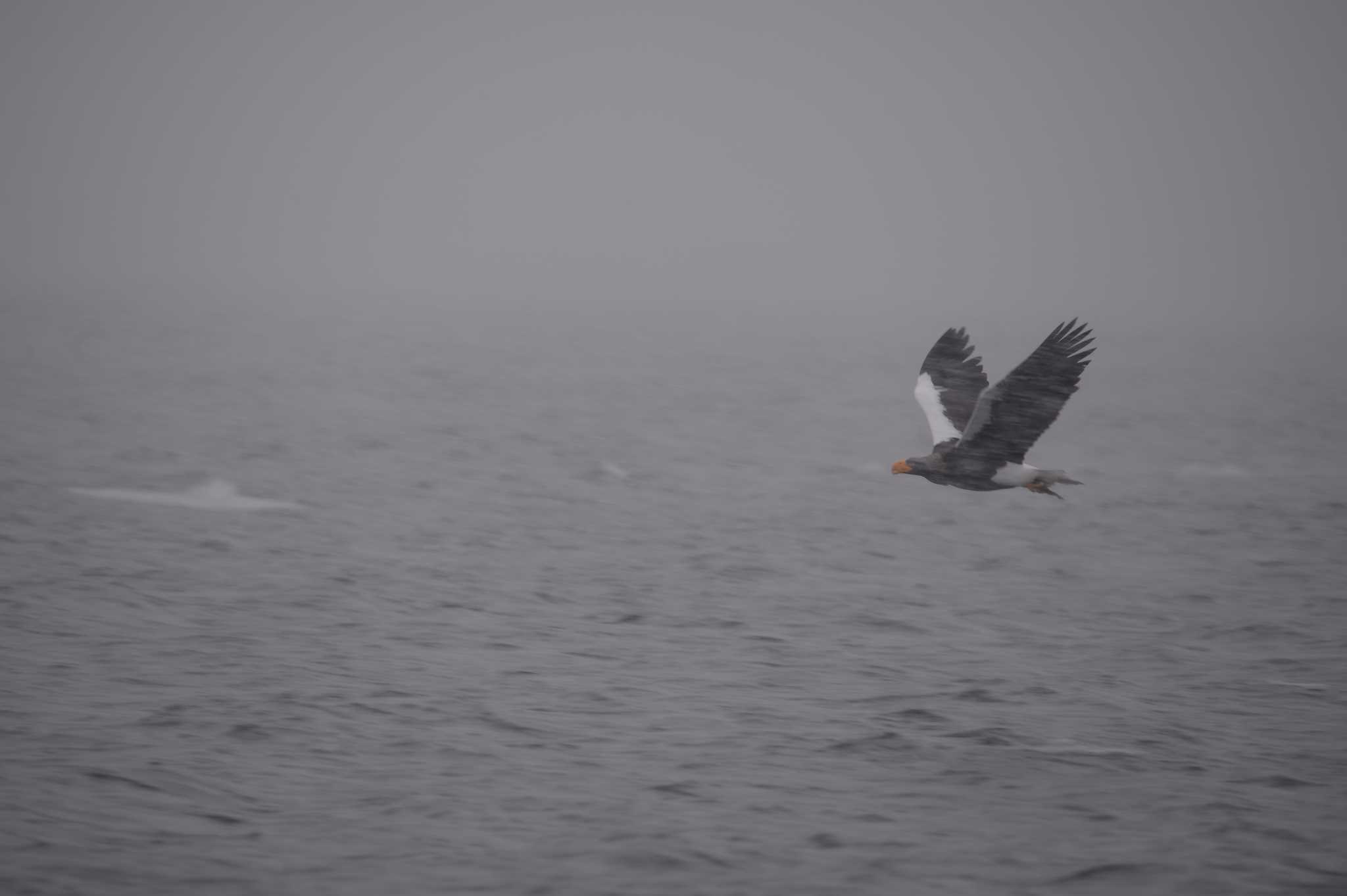 Photo of Steller's Sea Eagle at 北海壮　羅臼 by zuboran