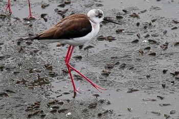 White-backed Stilt