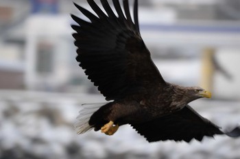 White-tailed Eagle 北海道　羅臼 Sat, 2/8/2020