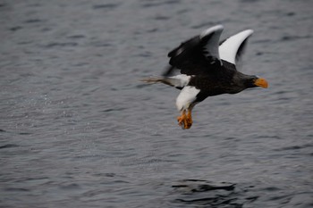 Steller's Sea Eagle 北海道　羅臼 Sat, 2/8/2020