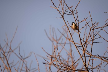 シジュウカラ 岐阜県　清流さとやま公園 2020年2月23日(日)