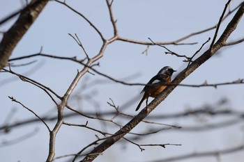 Daurian Redstart 岐阜県　清流さとやま公園 Sun, 3/1/2020