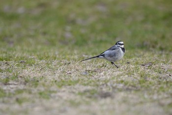 White Wagtail 岐阜県　清流さとやま公園 Sun, 3/1/2020