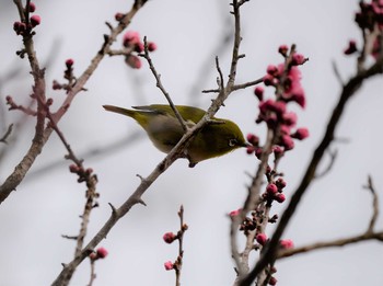 Warbling White-eye 岐阜県　清流さとやま公園 Sat, 3/7/2020