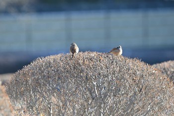 Unknown Species 長野県　大芝高原 Sun, 3/15/2020