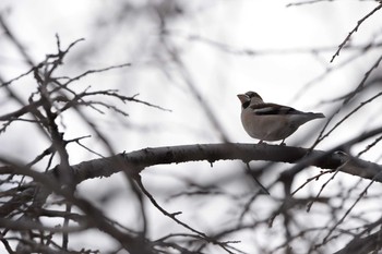 Hawfinch 長野県 Sun, 3/15/2020