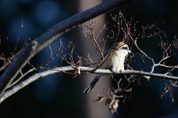 Bull-headed Shrike 長野県 Sat, 3/21/2020