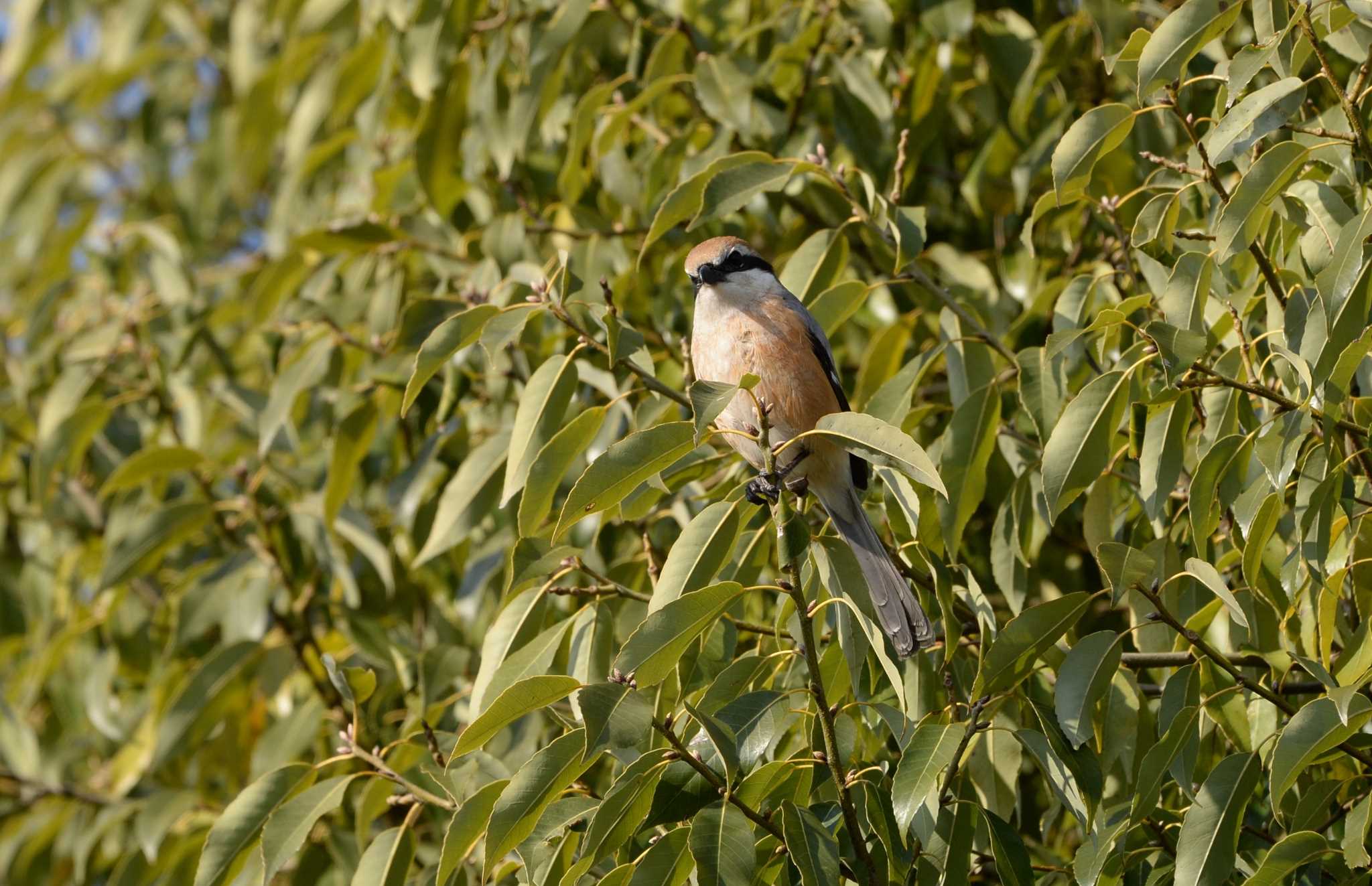 Photo of Bull-headed Shrike at 長野県　 by zuboran