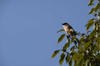 Bull-headed Shrike 長野県 Sat, 4/4/2020