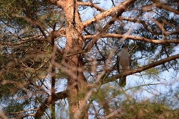 Eurasian Sparrowhawk 長野県 Sat, 4/4/2020