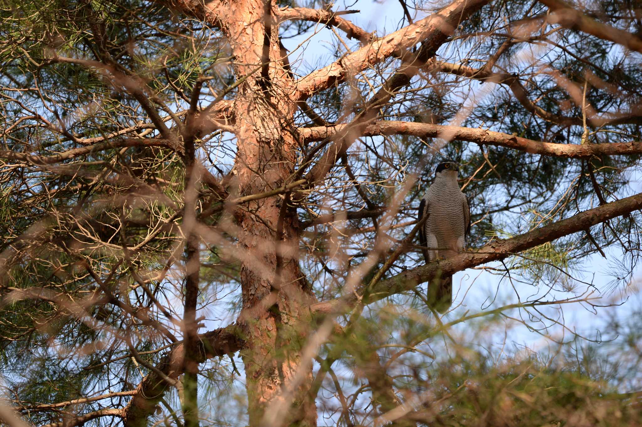 Photo of Eurasian Sparrowhawk at 長野県 by zuboran