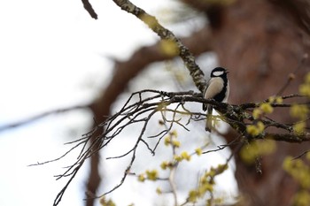 Japanese Tit 長野県　経ヶ岳自然園 Sat, 4/4/2020