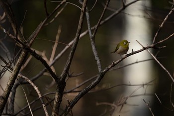 Warbling White-eye 長野県　大芝公園 Sun, 4/12/2020