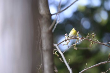 マヒワ 長野県　大芝公園 2020年4月12日(日)