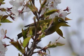 Warbling White-eye 三木総合防災公園 Wed, 4/15/2020