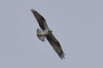 Osprey 三木総合防災公園 Wed, 4/15/2020