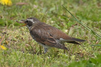 Dusky Thrush 三木総合防災公園 Wed, 4/15/2020