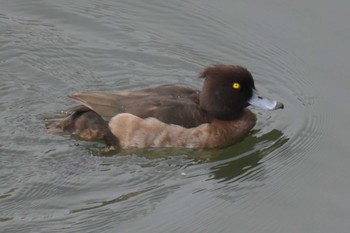 キンクロハジロ 三木総合防災公園 2020年4月15日(水)