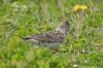 Eurasian Skylark 三木総合防災公園 Wed, 4/15/2020