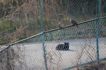 Oriental Turtle Dove 長野県 Sat, 4/11/2020