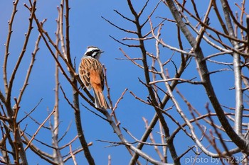 Meadow Bunting 伊那谷 Sun, 4/12/2020