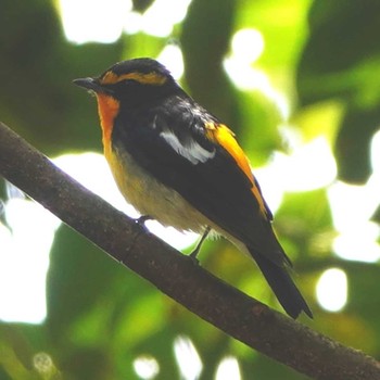 Narcissus Flycatcher 稲佐山公園 Thu, 4/16/2020