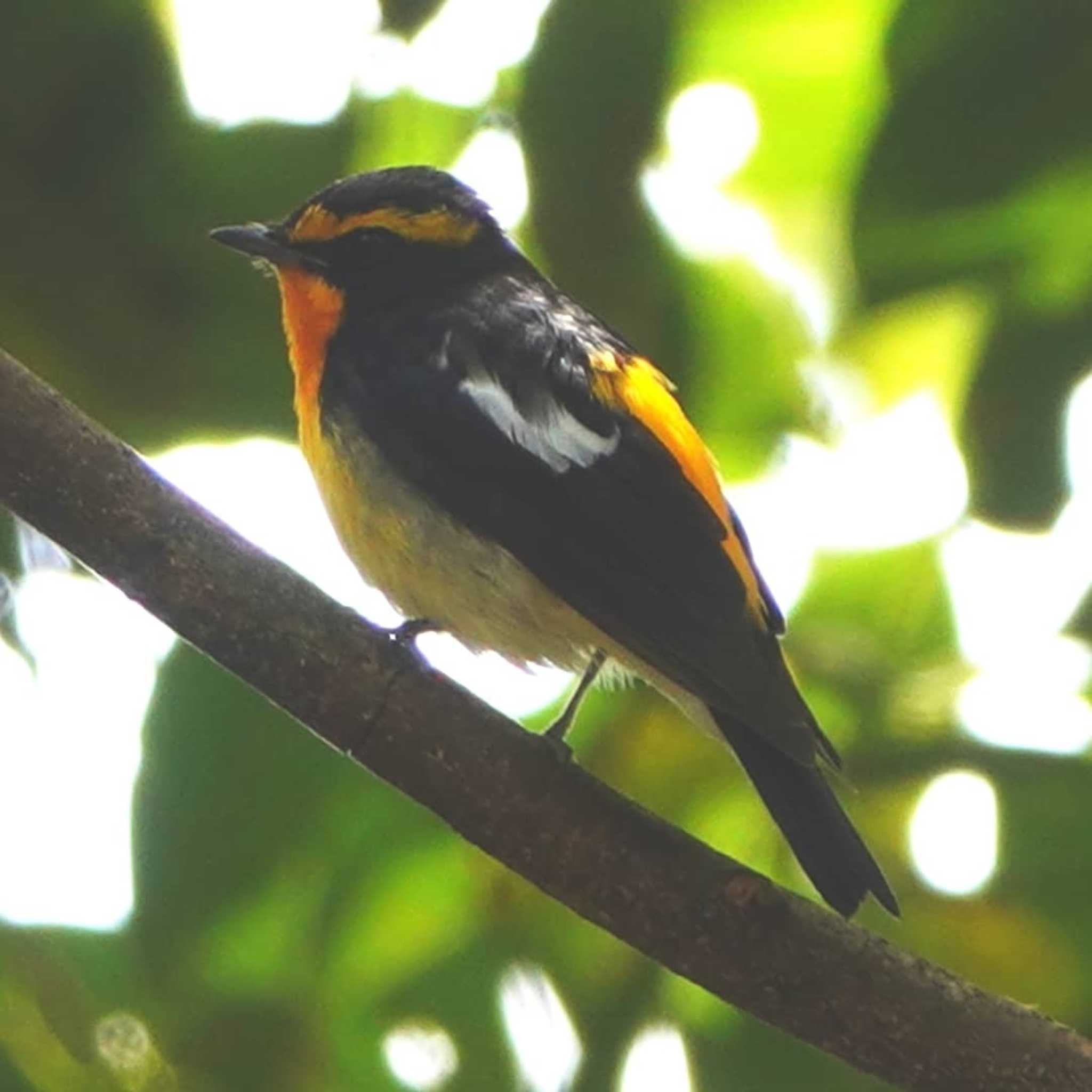 Photo of Narcissus Flycatcher at 稲佐山公園 by M Yama