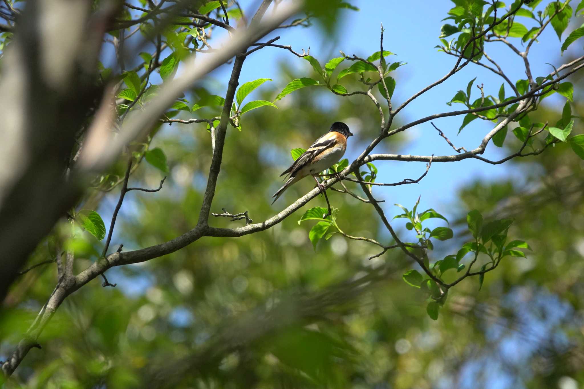 Photo of Brambling at 稲佐山公園 by M Yama