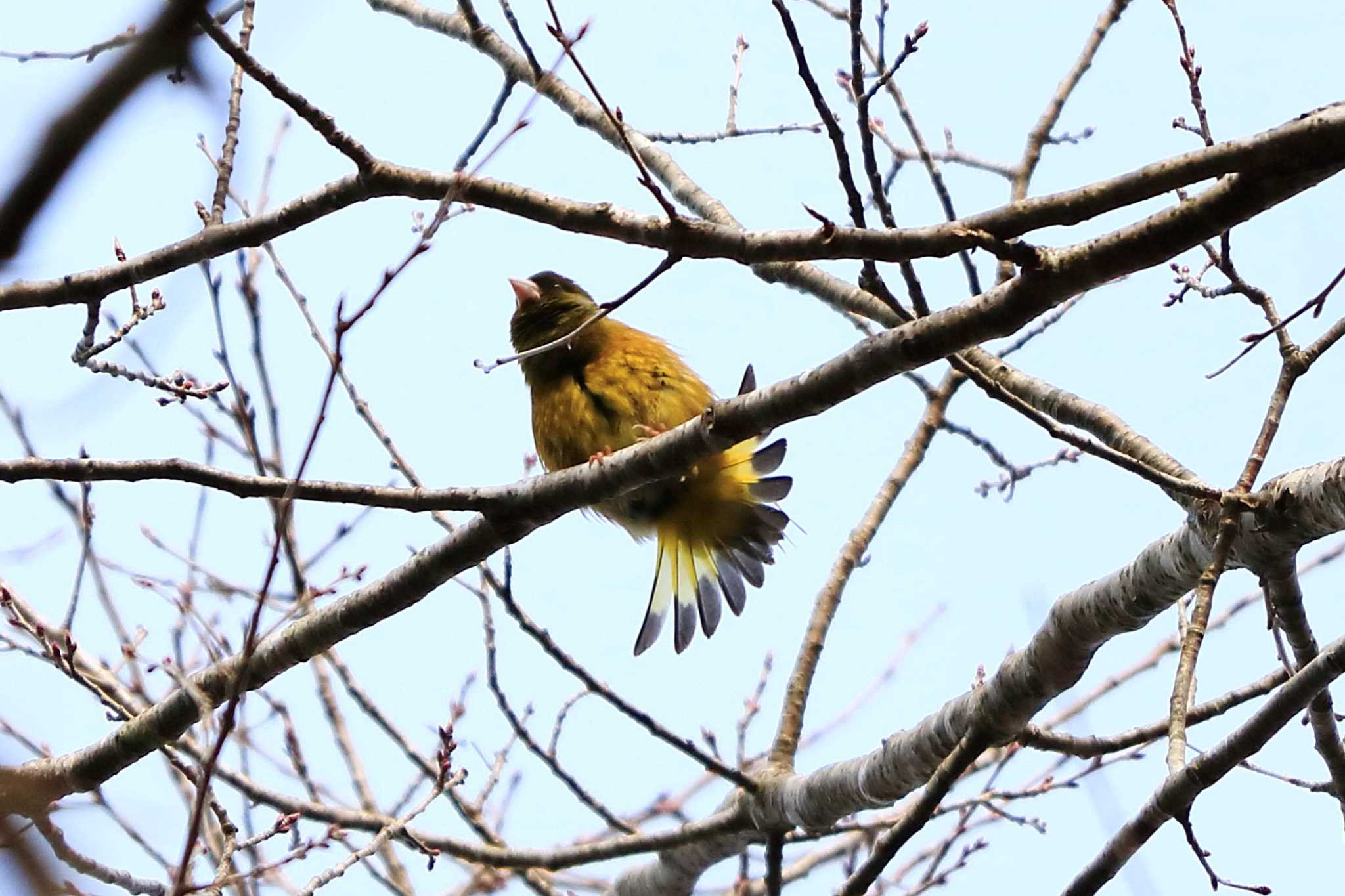 Grey-capped Greenfinch