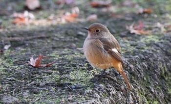 Daurian Redstart 東京都多摩地域 Fri, 12/16/2016