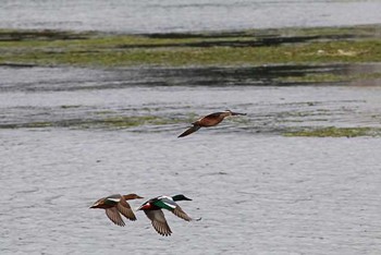 Northern Shoveler Yatsu-higata Sun, 4/3/2016