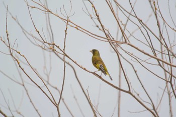 Grey-capped Greenfinch 淀川河川公園 Thu, 4/16/2020