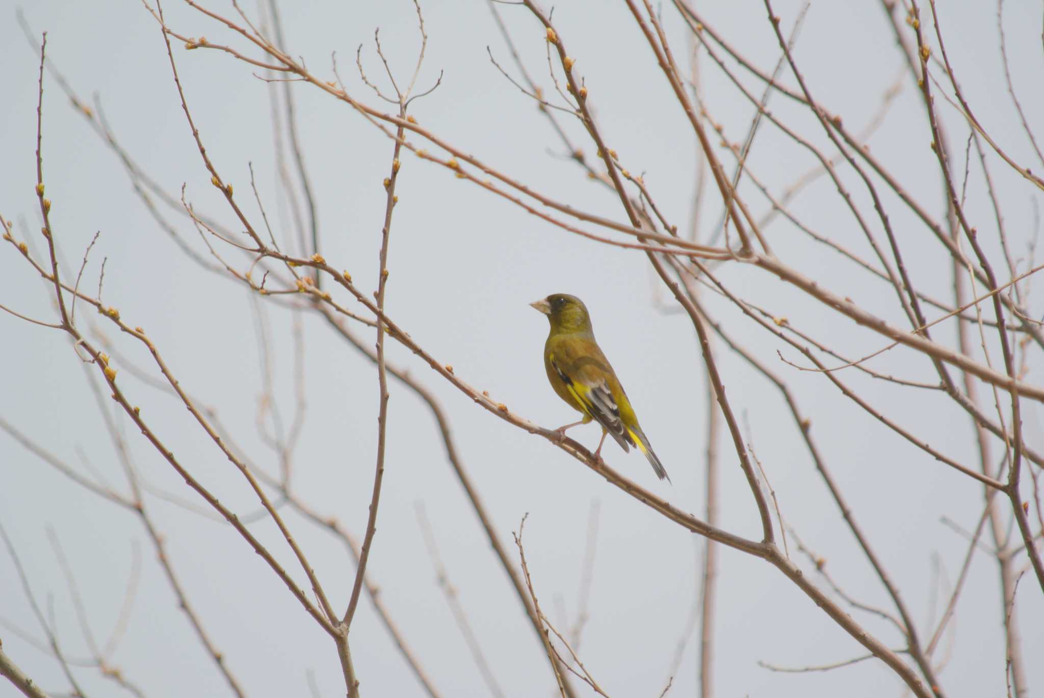 Photo of Grey-capped Greenfinch at 淀川河川公園 by Daguchan