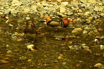 Mandarin Duck 陣馬山 Sun, 4/5/2020