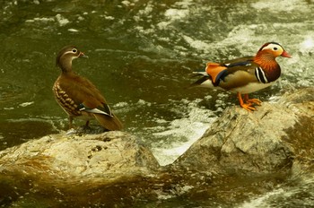 Mandarin Duck 陣馬山 Sun, 4/5/2020