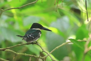 Green Kingfisher Selva Verde Lodge Wed, 9/25/2019