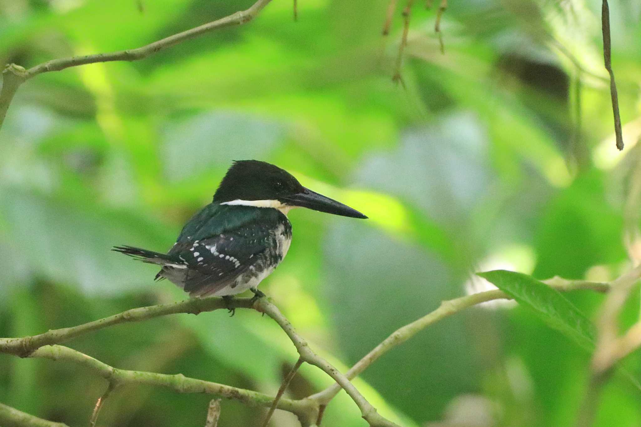 Photo of Green Kingfisher at Selva Verde Lodge by とみやん