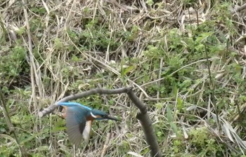 カワセミ 場所が不明 2020年4月17日(金)