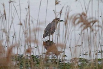 2016年4月3日(日) 谷津干潟の野鳥観察記録