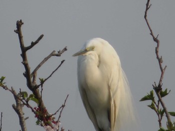 Medium Egret 奈良県天理市南六条付近 Fri, 4/17/2020