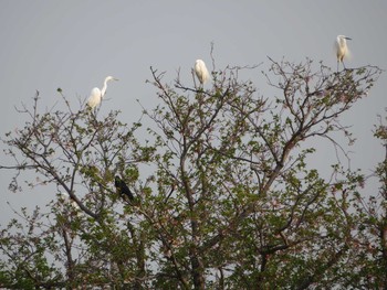 Medium Egret 奈良県天理市南六条付近 Fri, 4/17/2020