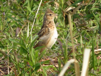 Eurasian Skylark 奈良県天理市南六条付近 Fri, 4/17/2020